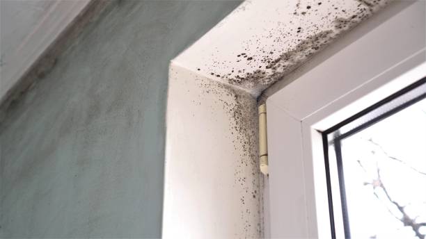 Best HVAC Mold Remediation in Lakehurst, NJ