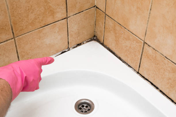 Lakehurst, NJ Mold Remediation Company
